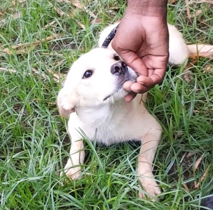 Mars — available for adoption at TTSPCA Tobago